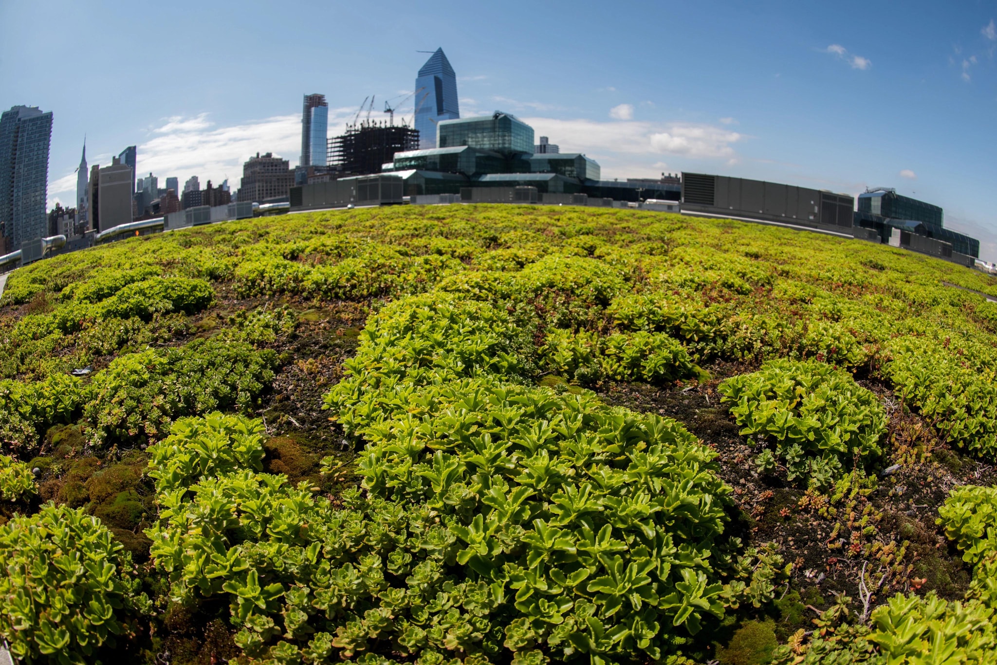 Javits Center green roof top view with buildings